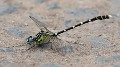 Hemigomphus heteroclytus male-2868